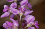 Racemed milkwort